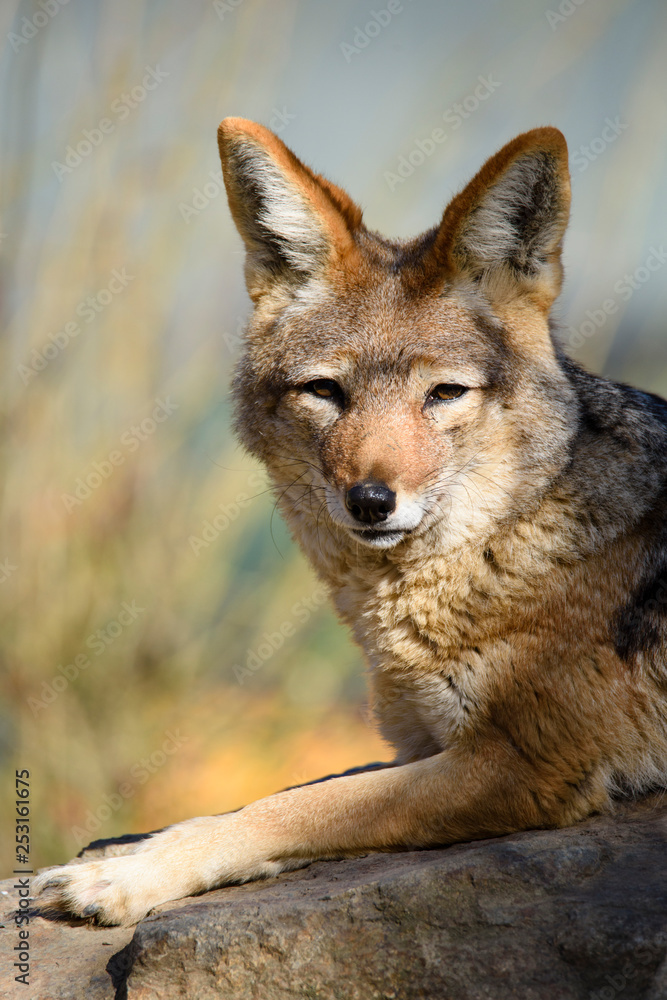 Black Backed Jakal (Canis mesomelas) Black Backed Jakal (Canis mesomelas)