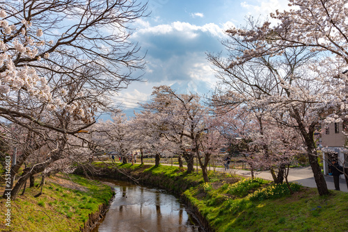 Festival of the sakura Cherry blossoms full bloom in The ancient Oshino Hakkai village near Mt. Fuji, Fuji Five Lake region, Minamitsuru District, Yamanashi Prefecture, Japan.  photo