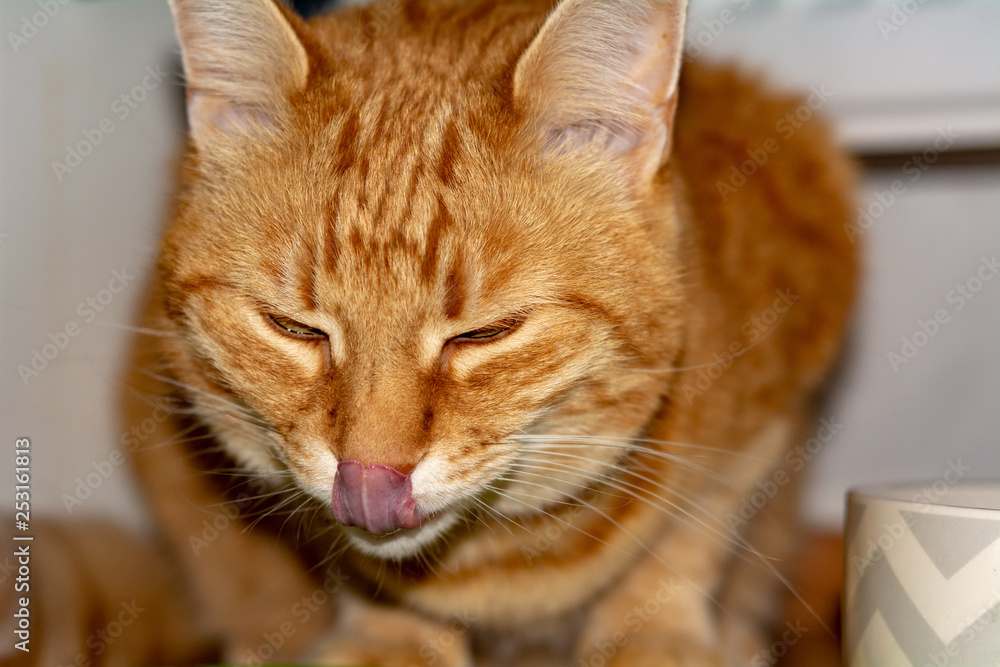 beautiful red cat eating from a bowl and the tongue is licking over the nose beautiful red cat eating from a bowl and the tongue is licking over the nose