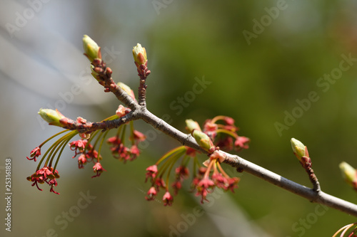 Close up of Acer Rubrum Redpointe Red Maple tree flowers with early leaf buds in Spring