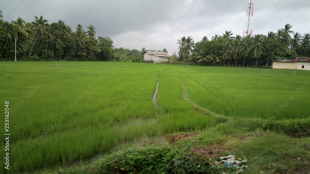 Rice field Rice field