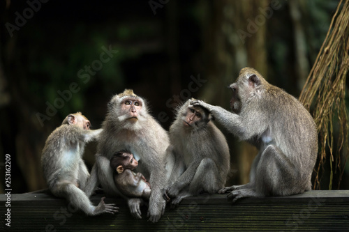 Monkeys family in Ubud forest. © momentscatcher