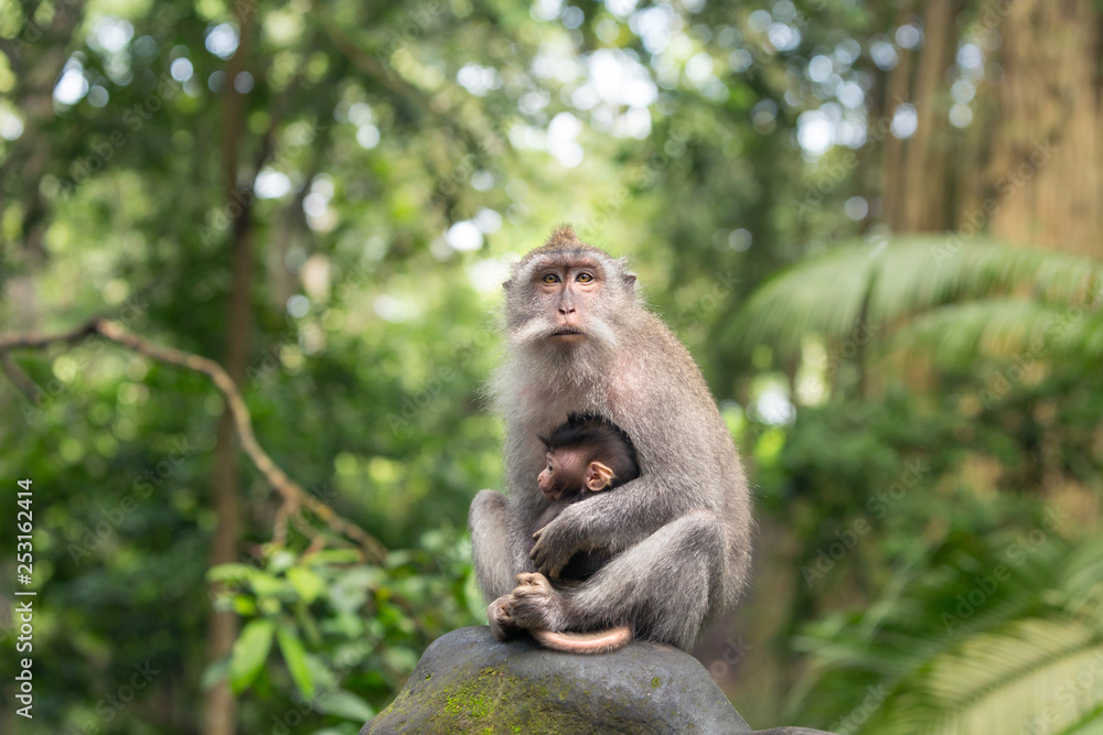 Monkey mother is sitting on a rock in the Ubud forest hugging her kid.