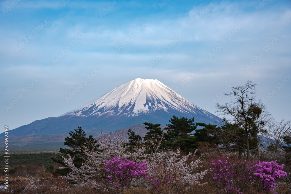 Fototapeta premium Mount Fuji or Mt. Fuji, the World Heritage, view in Lake Shoji ( Shojiko ). Fuji Five Lake region, Minamitsuru District, Yamanashi prefecture, Japan. Landscape for travel destination.