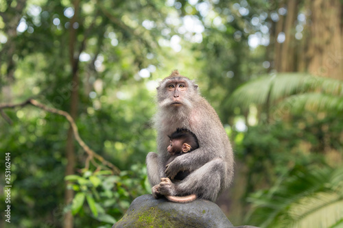 Monkey mother is sitting on a rock in the Ubud forest hugging her kid. © momentscatcher