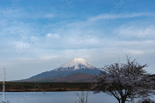 Mount Fuji or Mt. Fuji  the World Heritage  view in Lake Shoji   Shojiko  . Fuji Five Lake region  Minamitsuru District  Yamanashi prefecture  Japan. Landscape for travel destination.
