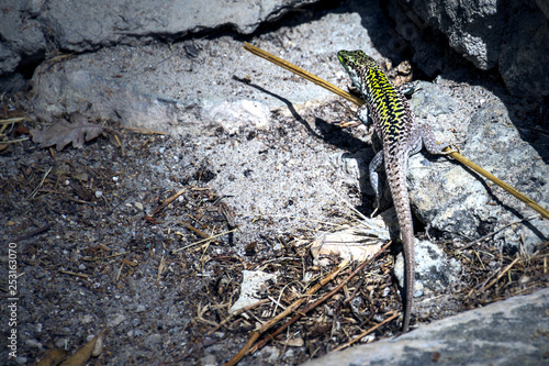 Sperlinga (Enna, Sicilia) photo