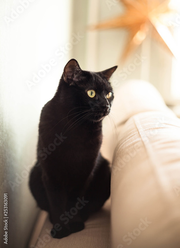 A black cat with yellow eyes sits on the couch.