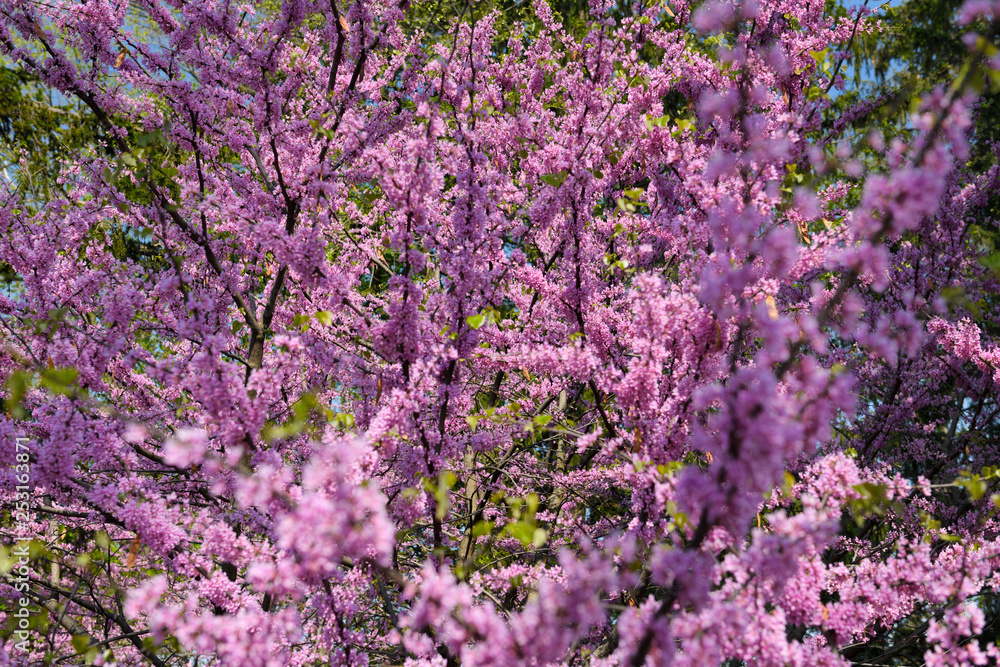Pink Eastern Redbud tree flowers in Spring at Dominion Arboretum Ottawa Canada Pink Eastern Redbud tree flowers in Spring at Dominion Arboretum Ottawa Canada