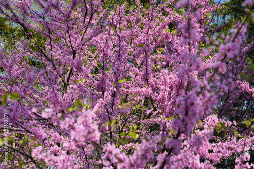 Pink Eastern Redbud tree flowers in Spring at Dominion Arboretum Ottawa Canada