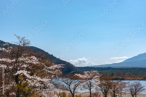 View of Mount Fuji and full bloom white pink cherry tree flowers at Lake Shoji ( Shojiko ) Park in springtime sunny day with clear blue sky natural background. Cherry Blossoms in Yamanashi, Japan photo