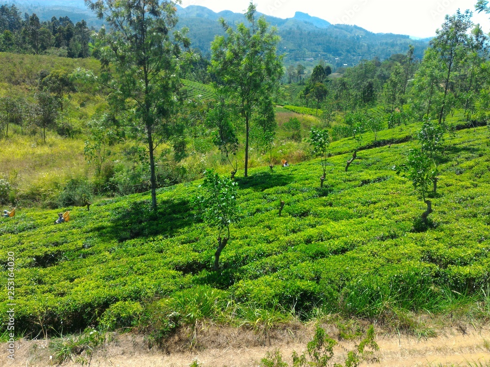 Tea plantation Tea plantation