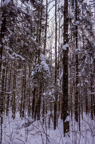 Snowy winter forest in cloudy weather. Russian forests. Forest in cloudy weather. Walk through the winter forest