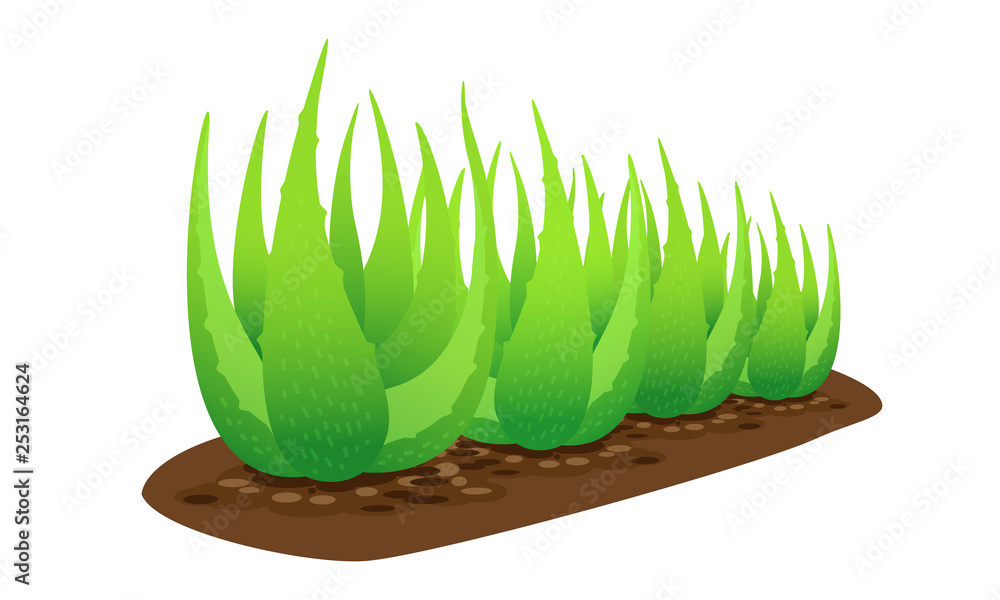 aloe vera plant on soil isolated over white background, clip art of aloe  vera leaves, aloe vera for ingredient cosmetics cream products,  illustration realistic clip art of aloe vera plantation farm Stock