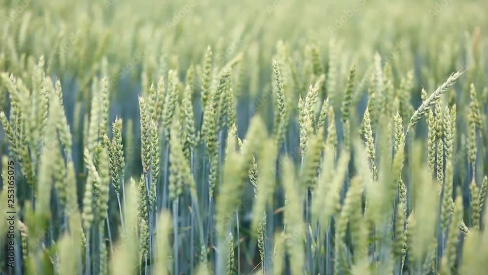 Wheat field ripening in a sunny day. Ukraine, Europe. Wheat field ripening in a sunny day. Ukraine, Europe.