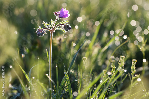 Geranium field, spring meadow, backlight. Bright spring morning.