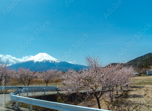 View of Mount Fuji and full bloom white pink cherry tree flowers at Lake Shoji   Shojiko   Park in springtime sunny day with clear blue sky natural background. Cherry Blossoms in Yamanashi  Japan