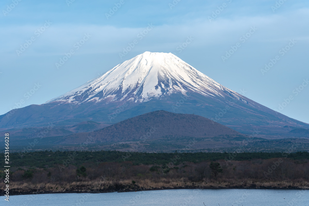 Mount Fuji or Mt. Fuji, the World Heritage, view in Lake Shoji ( Shojiko ). Fuji Five Lake region, Minamitsuru District, Yamanashi prefecture, Japan. Landscape for travel destination.