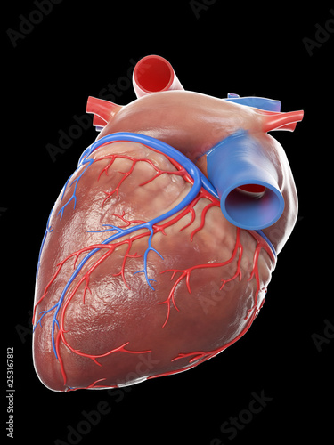 фотографія 3d rendered medically accurate illustration of a healthy human heart