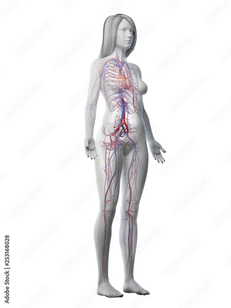3d rendered medically accurate illustration of a females vascular system 3d rendered medically accurate illustration of a females vascular system