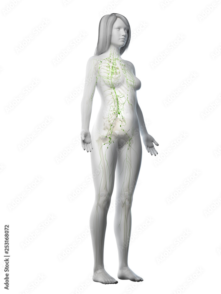 3d rendered medically accurate illustration of a females lymphatic system 3d rendered medically accurate illustration of a females lymphatic system