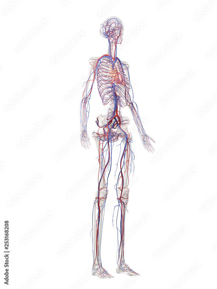 3d rendered medically accurate illustration of a females vascular system 3d rendered medically accurate illustration of a females vascular system