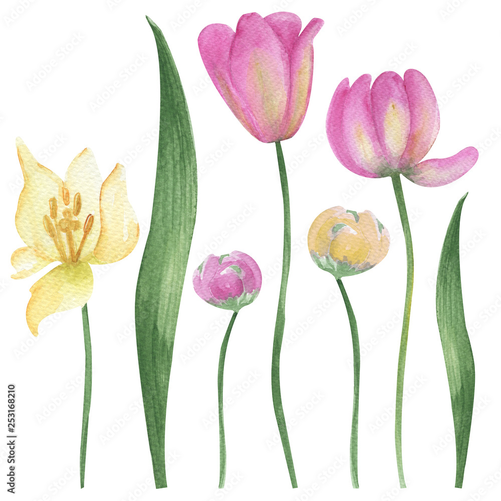 Watercolor illustration, spring flowers. Yellow and pink tulips against white background. Handwork. Isolated elements on white background. Ideal for your fantasy and design logos, background. Watercolor illustration, spring flowers. Yellow and pink tulips against white background. Handwork. Isolated elements on white background. Ideal for your fantasy and design logos, background.