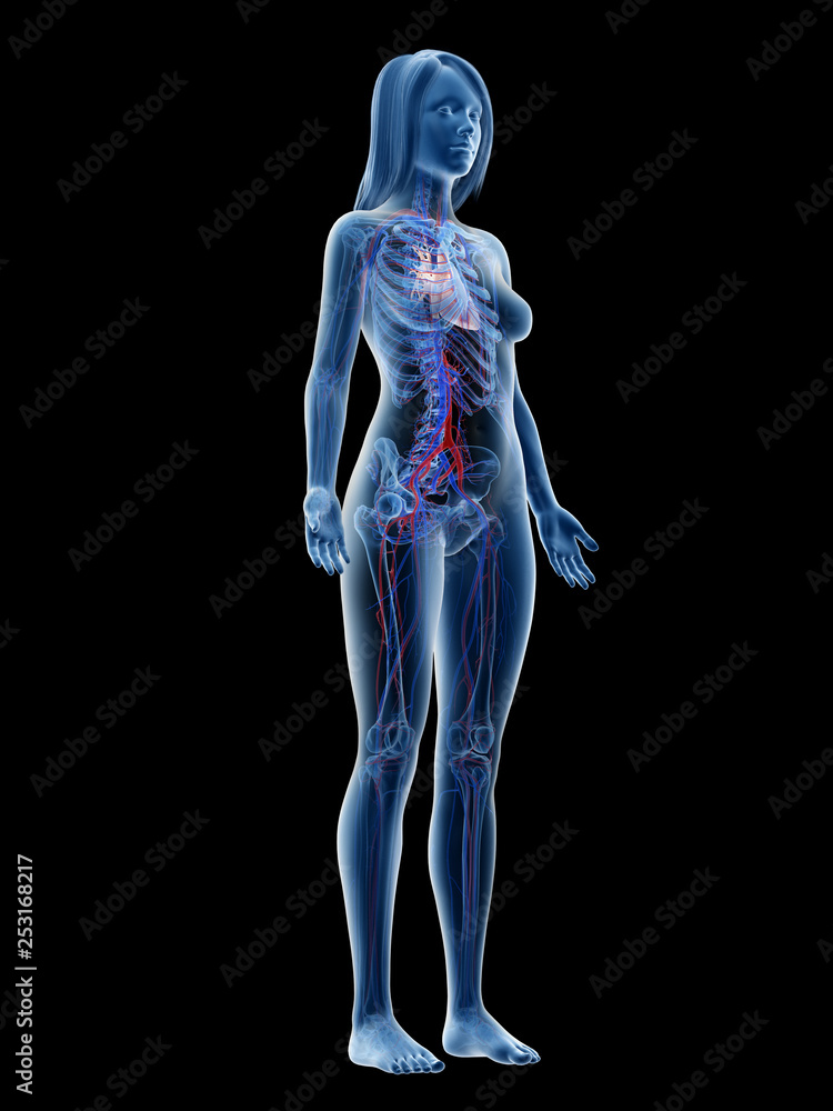 3d rendered medically accurate illustration of a females vascular system 3d rendered medically accurate illustration of a females vascular system