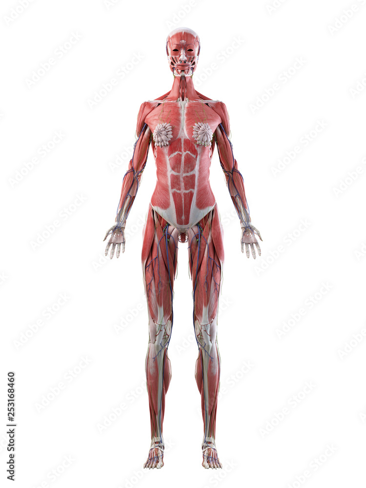 3d rendered medically accurate illustration of a females full body anatomy