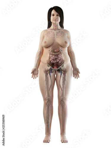 Принти на полотні 3d rendered medically accurate illustration of an obese females full body anatom