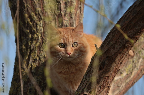 Gattina sull'albero con sguardo attento