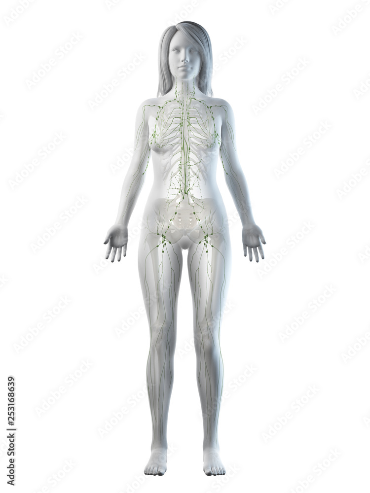 3d rendered medically accurate illustration of a females lymphatic system