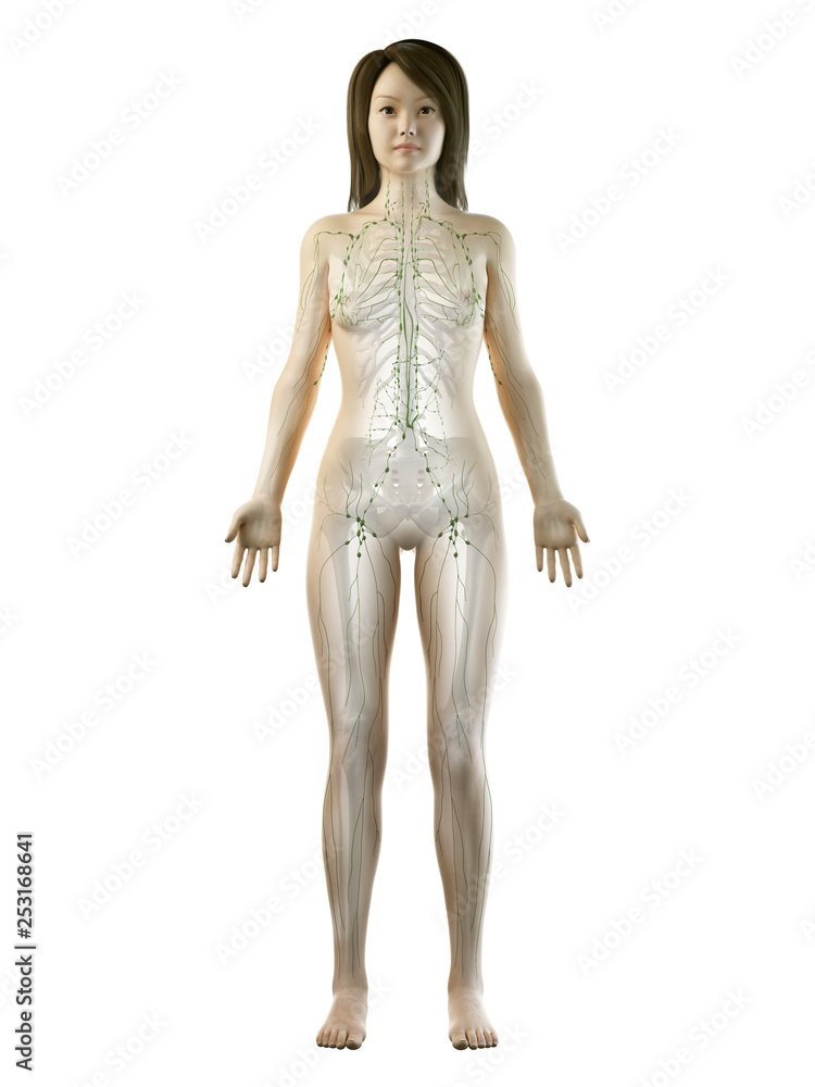3d rendered medically accurate illustration of an asian females lymphatic system 3d rendered medically accurate illustration of an asian females lymphatic system