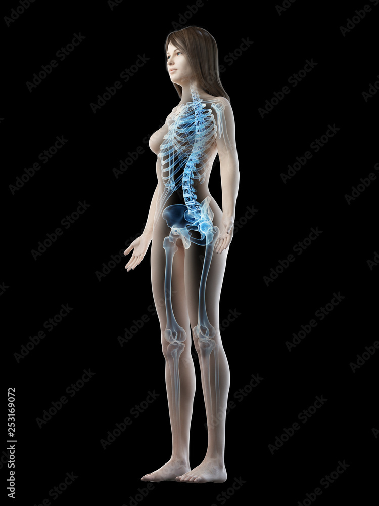 3d rendered medically accurate illustration of a females skeleton 3d rendered medically accurate illustration of a females skeleton