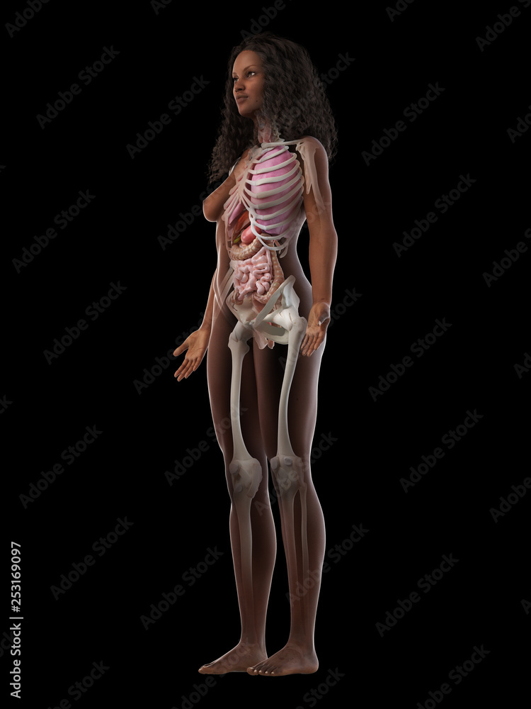 3d rendered medically accurate illustration of a black females internal organs 3d rendered medically accurate illustration of a black females internal organs
