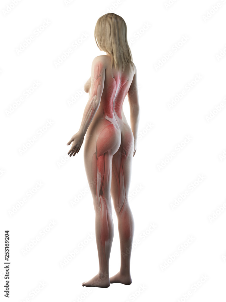 Fototapeta premium 3d rendered medically accurate illustration of a females muscle system