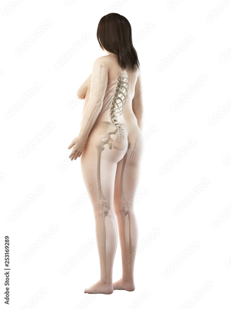Fototapeta premium 3d rendered medically accurate illustration of an obese females skeletal system