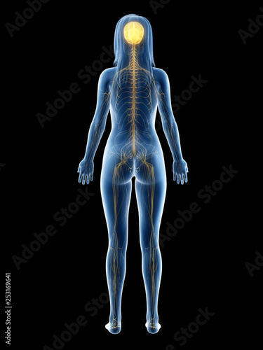 3d rendered medically accurate illustration of a females nervous system