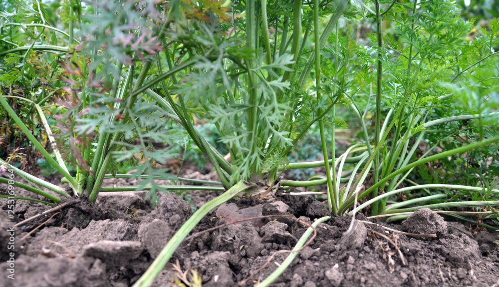 Carrot grows in the open ground Carrot grows in the open ground