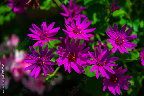 Close-up pink purple chrysanthemum on green background in the garden