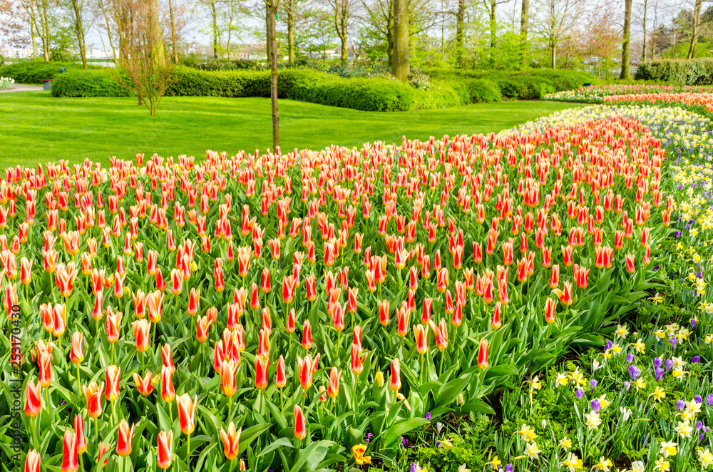 Red-yellow tulip flowers field in Netherlans.