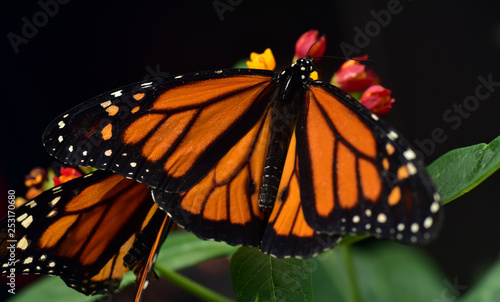 Schmetterling Monarch vor dunklem Hintergrund öffnet die Flügel