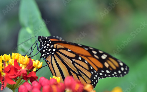 schmetterling monarch an einer blüte vor grünem Hintergrund