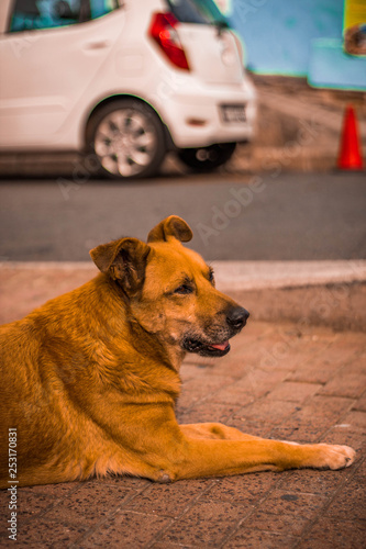 dog on beach