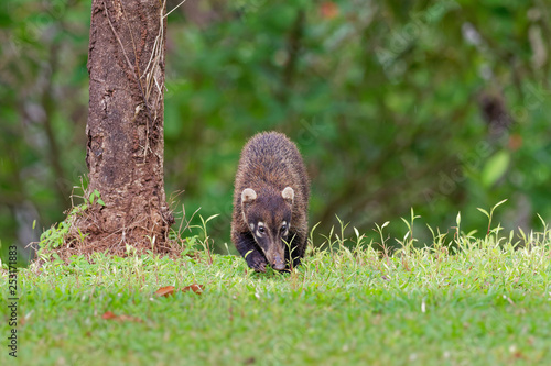 White-nosed Coati - Nasua narica, known as the coatimundi, member of the family Procyonidae (raccoons and their relatives) photo