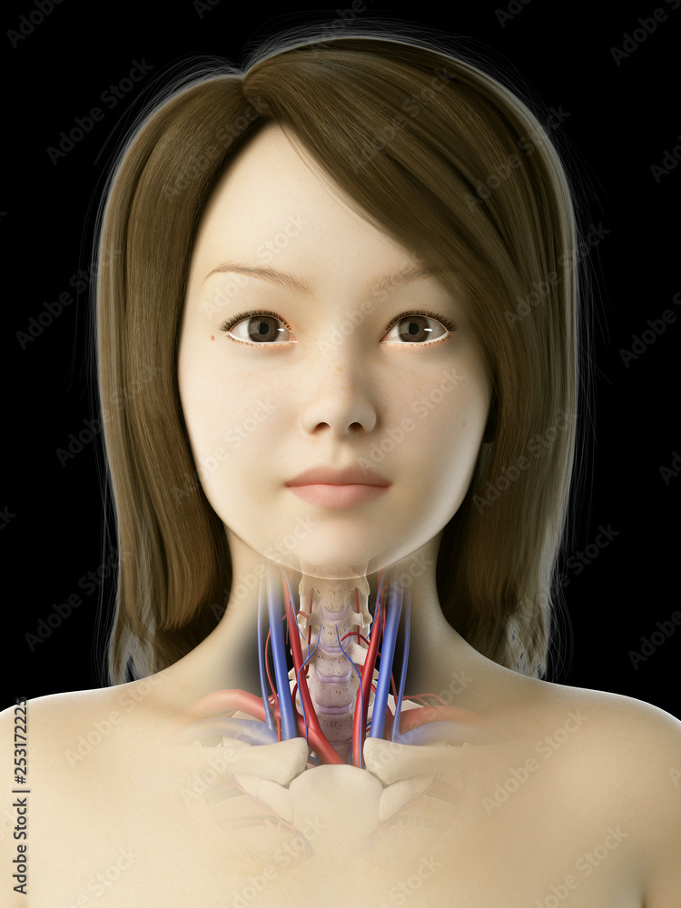 3d rendered medically accurate illustration of an asian females ...