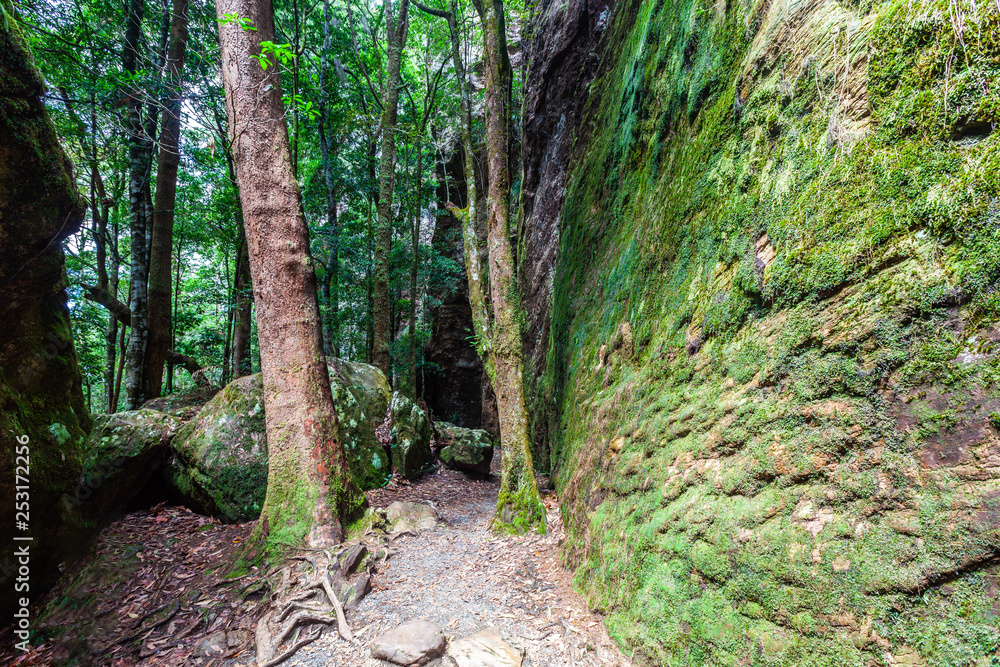Twin falls walking trail in Springbrook National Park, Queensland, Australia Twin falls walking trail in Springbrook National Park, Queensland, Australia
