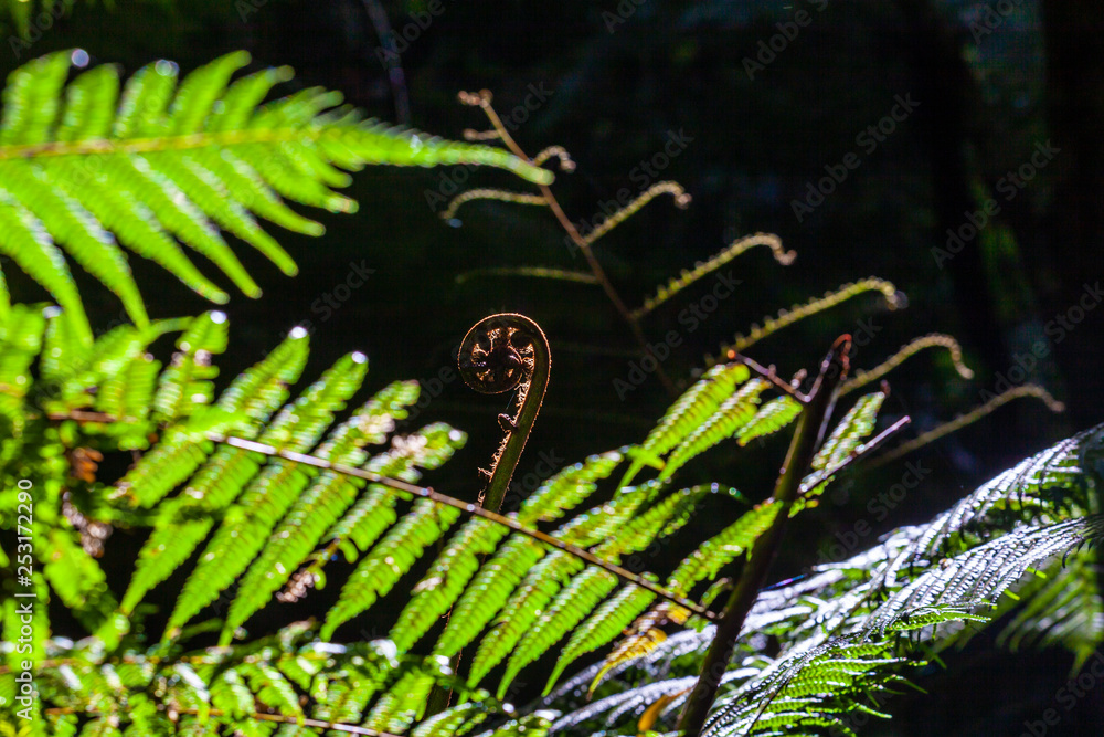 Young fern closeup on blurred background Young fern closeup on blurred background