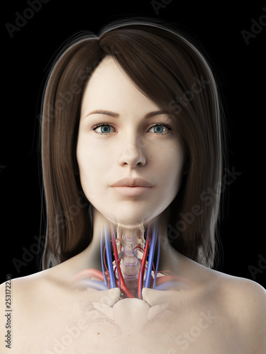 3d rendered medically accurate illustration of a females vascular throat anatomy photo