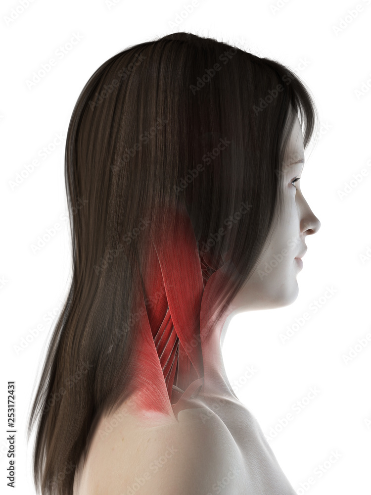 Naklejka premium 3d rendered medically accurate illustration of a females neck muscles